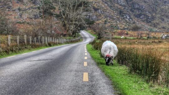 Immersion scolaire et culturelle en Irlande